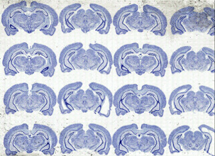 4x slide scan of mouse brain
