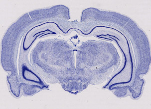 10x slide scan of mouse brain